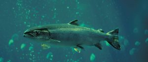 Salmon