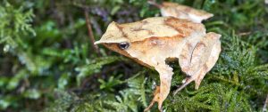 Anfibios